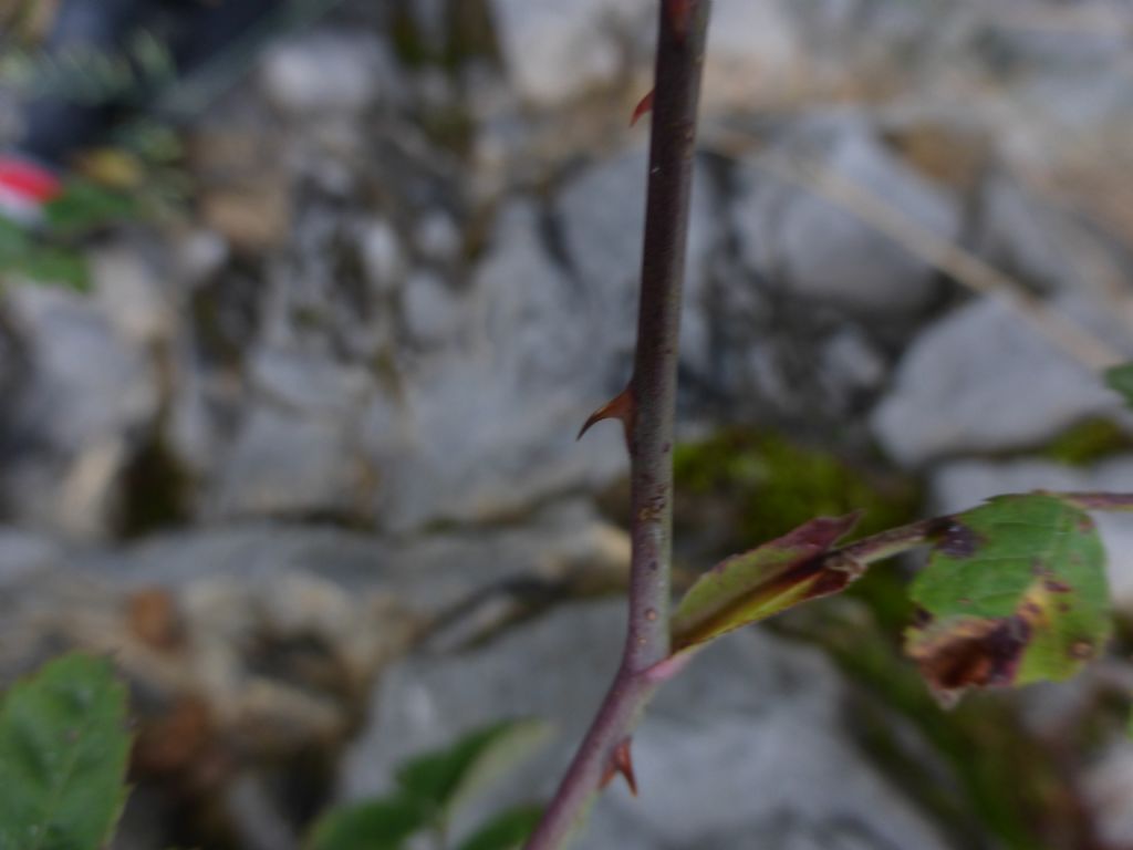 Rosa arvensis Huds. / Rosa cavallina
